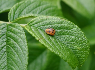 在英国的一个公园里，花衣甲虫的幼虫正在吸食一丛玫瑰