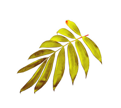 绿色棕榈叶孤立在白色背景上
