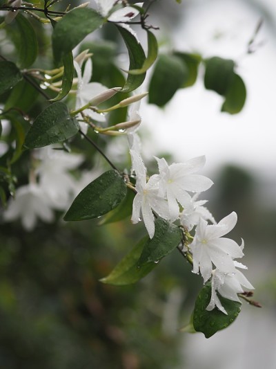 橙色茉莉花，三叶草白色圆锥花盛开在园林自然背景下