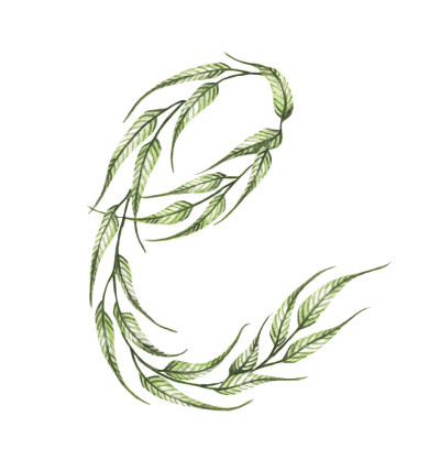 字母E，绿叶的字母。水彩插图。
