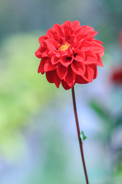 大丽花彩色花红色为背景纹理