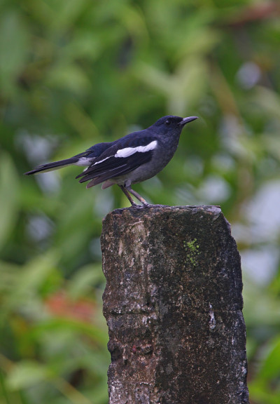 东方Magpie-robin
