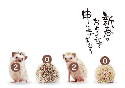刺猬的明信片