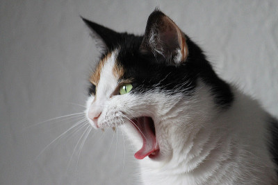 有趣的猫肖像