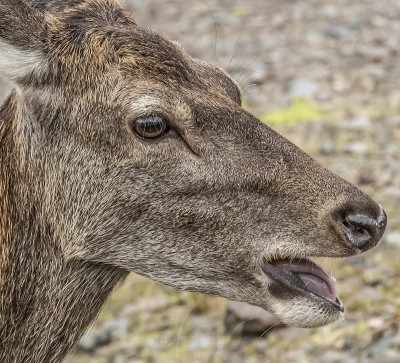 Glen Etive Forest的Lil Doe。