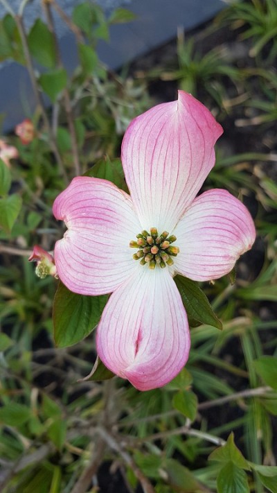 粉色开花山茱萸