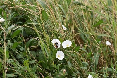 与大黄蜂靠近开花的野旋花。