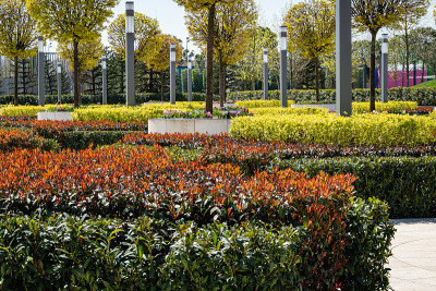 美丽的红色和绿色的叶子Photinia fraseri红罗宾的灌木对冲在法国花园。公共城市景观公园“