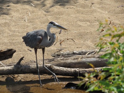 Blue heron