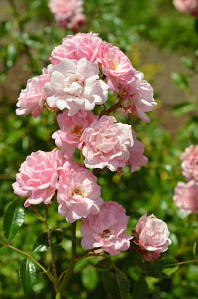 罗森