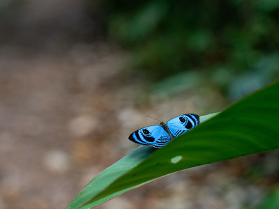 Semomesia capanea