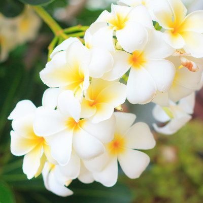 Plumeria