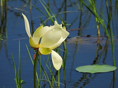 黄莲花(Nelumbo nucifera)也被称为印度莲花，神圣的莲花，印度豆和埃及豆生长在佛罗里达