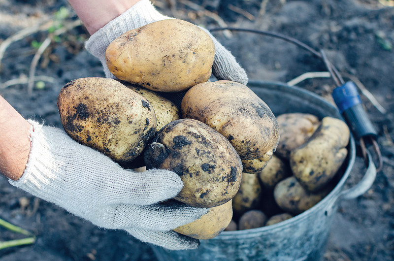 一个戴着手套的农民在花园里拿着土豆块茎