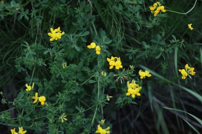 黄色小花