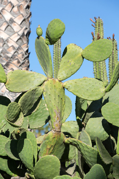 Opuntia ficus-indica