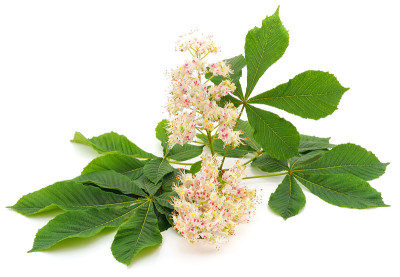 带叶的栗子花。