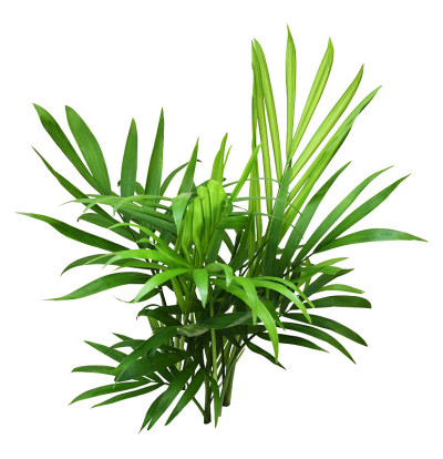 山茶棕榈的绿叶