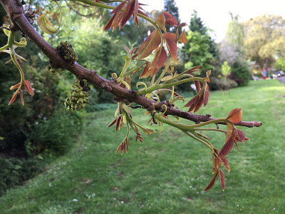 普通核桃树在2018年5月下旬开花