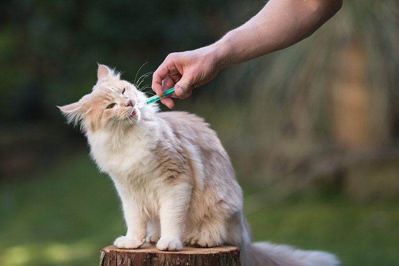 猫获得药物