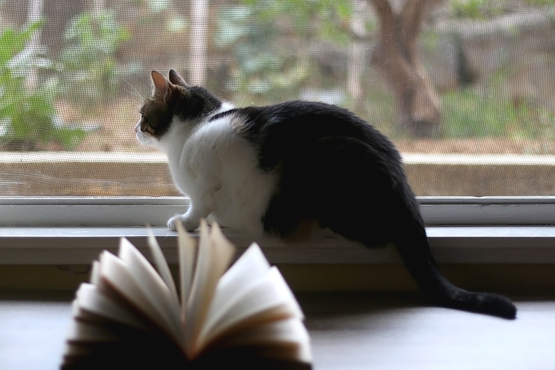 打开书和猫