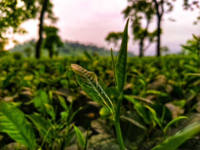 印度的绿茶花园