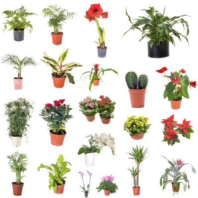 室内植物组