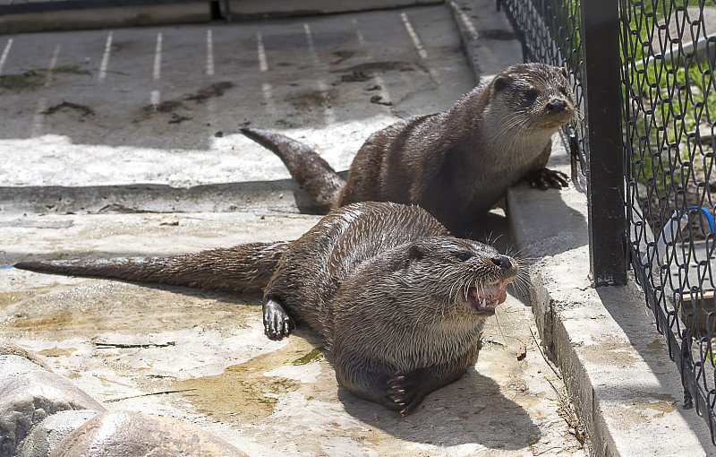 河水獭特写