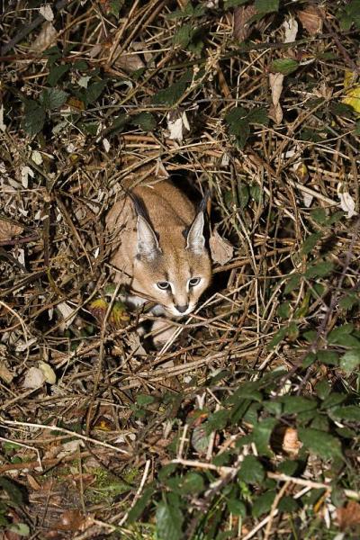 野猫，野猫，伪装的