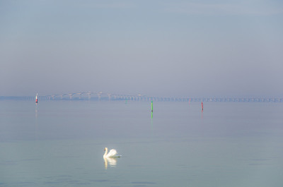 在海边游泳的天鹅