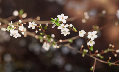 树枝上有樱花