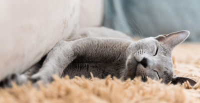 淡蓝色的猫