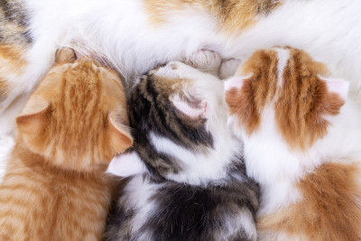 宠物动物;可爱的小猫，小猫宝宝和小猫妈妈