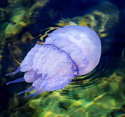 水母