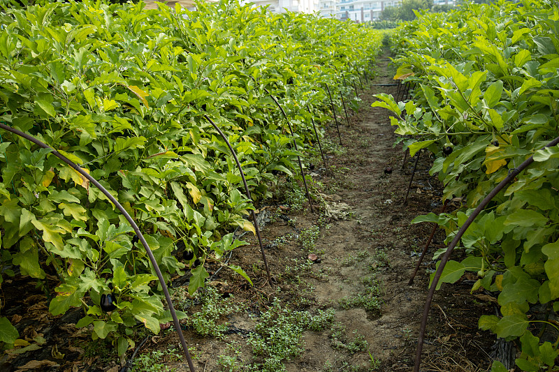 有机茄子蔬菜挂在农家的植物枝条上