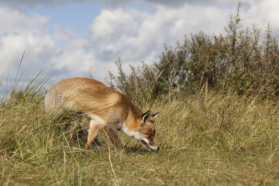 你们;红狐狸;vulpes vulpes