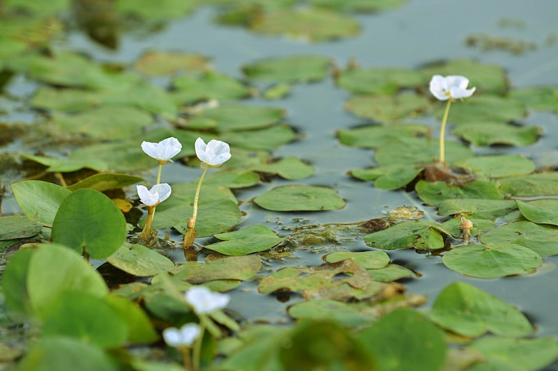 水葫芦