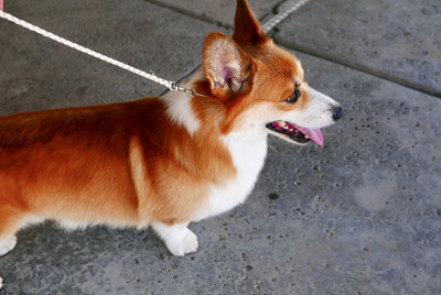 彭布罗克威尔士科基犬