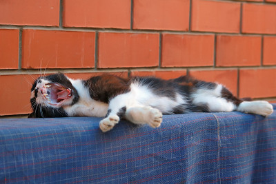 猫是打哈欠