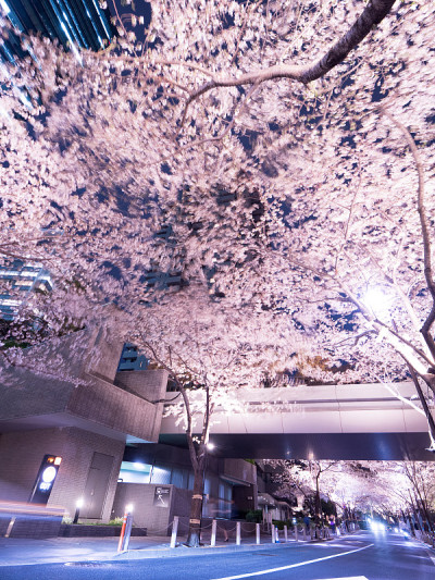 东京的樱花夜