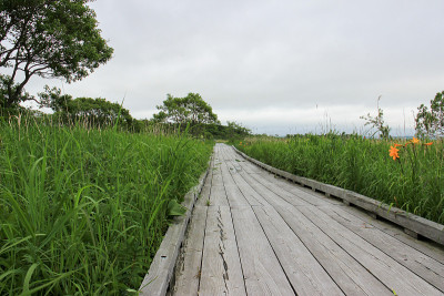 沼泽地里的木板路