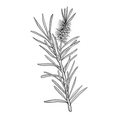 矢量画茶树树枝