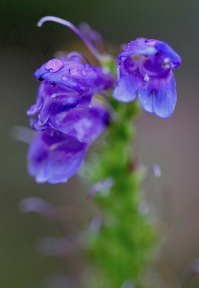 紫色Penstemon