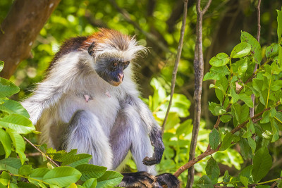 野生桑吉巴红疣猴，Procolobus kirkii，在Jozani Chwaka湾国家公园
