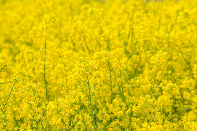 日本埼玉县熊谷的菜花