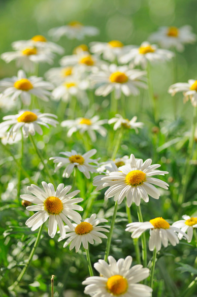 Chamomiles