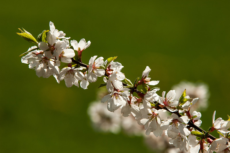 Prunus tomentosa