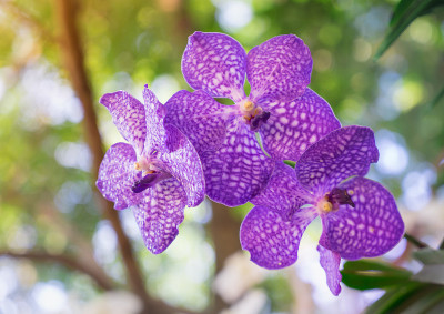 兰花的花