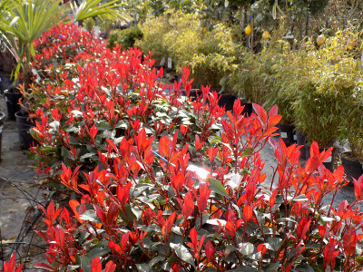 石楠植物在苗圃的花坛里