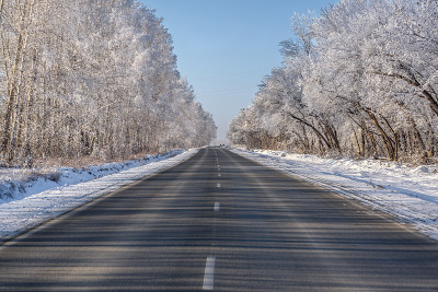 路沥青树霜雪冬天
